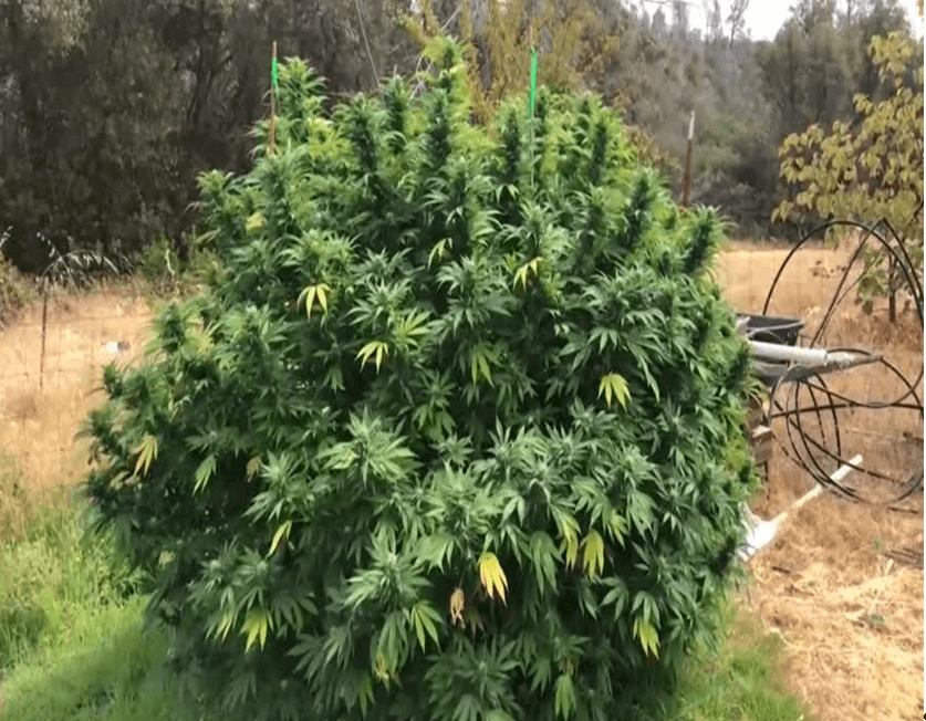 In a tropical country, growing indoors and then moving the plants outside for flowering can give very good results