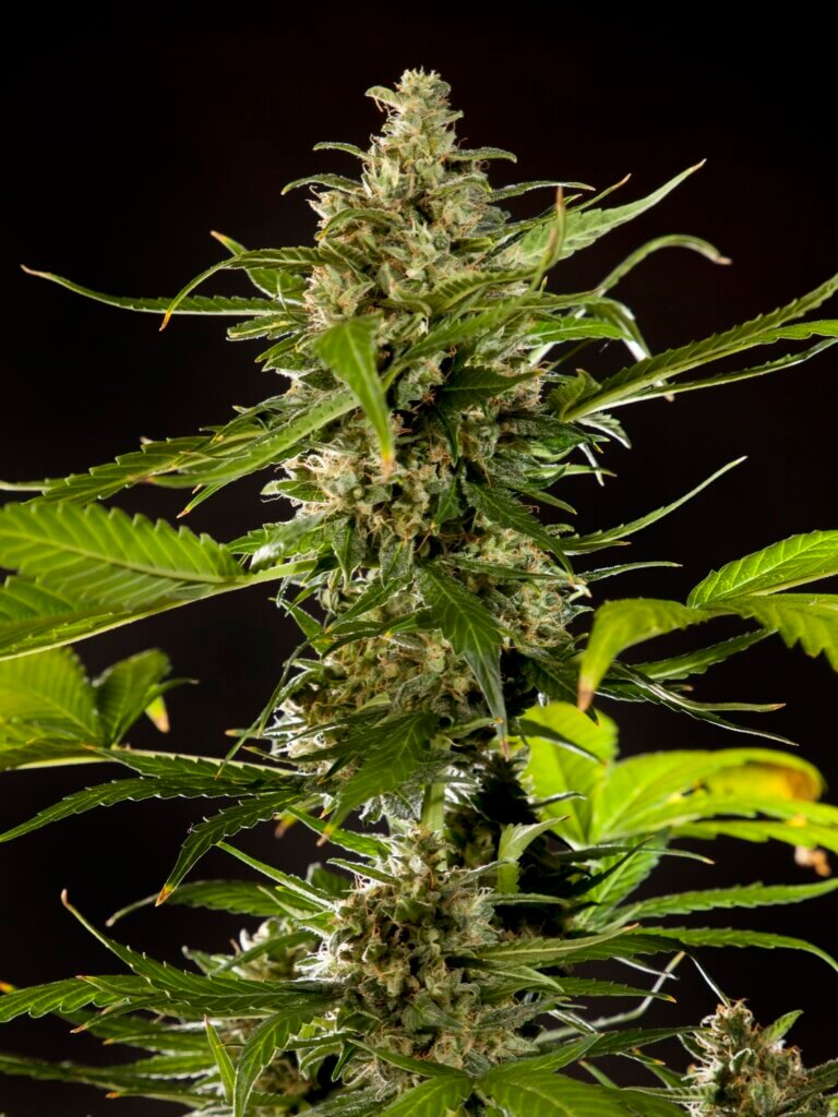 Cheesy Auto CBD from Philosopher Seeds