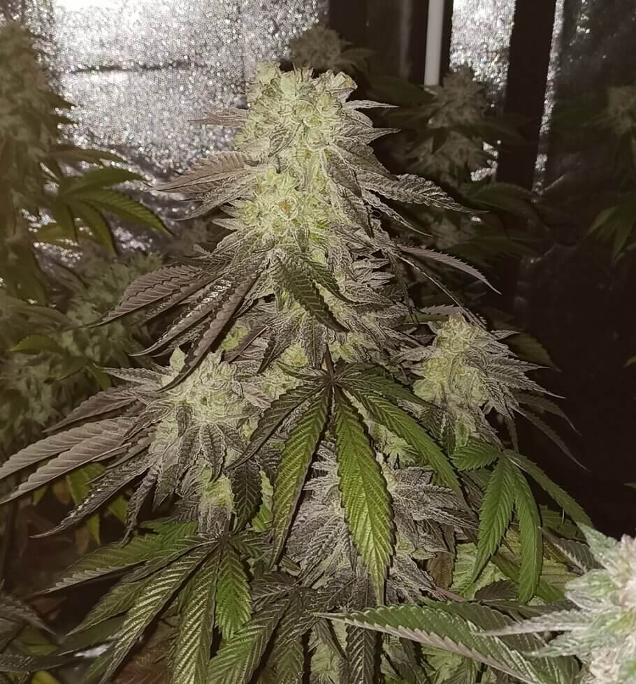 The arrival of feminised seeds marked a turning point in cannabis cultivation