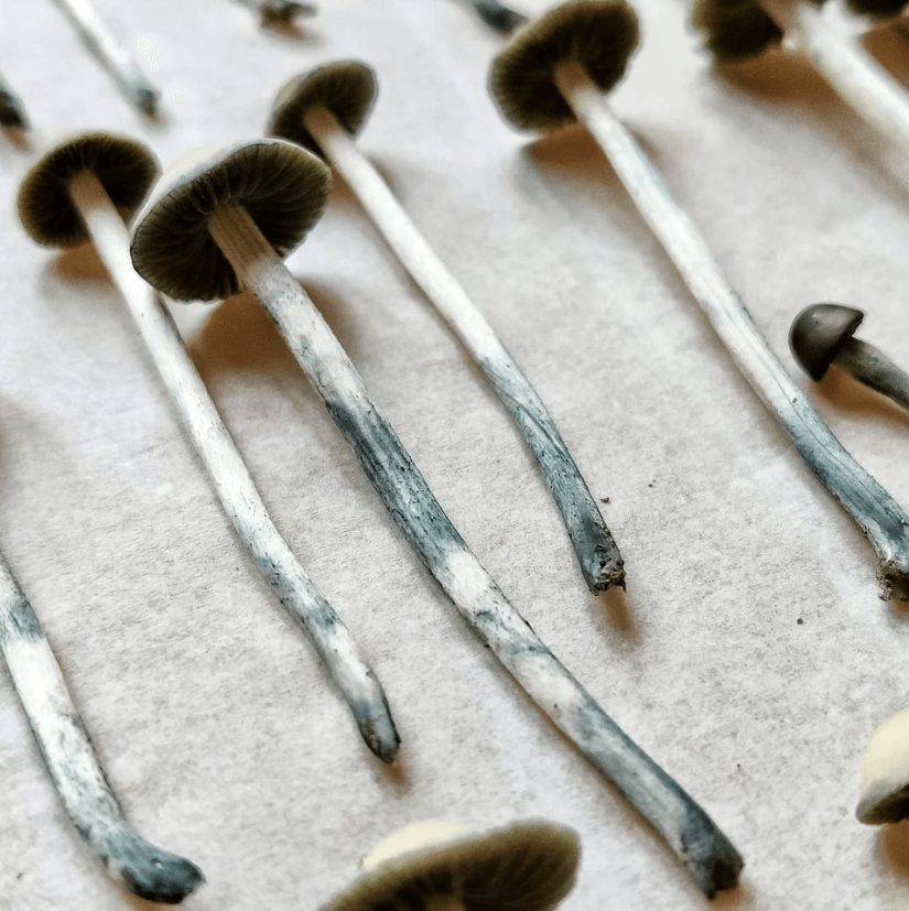 These Copelandia Hawaiian or blue meanies are ready for drying