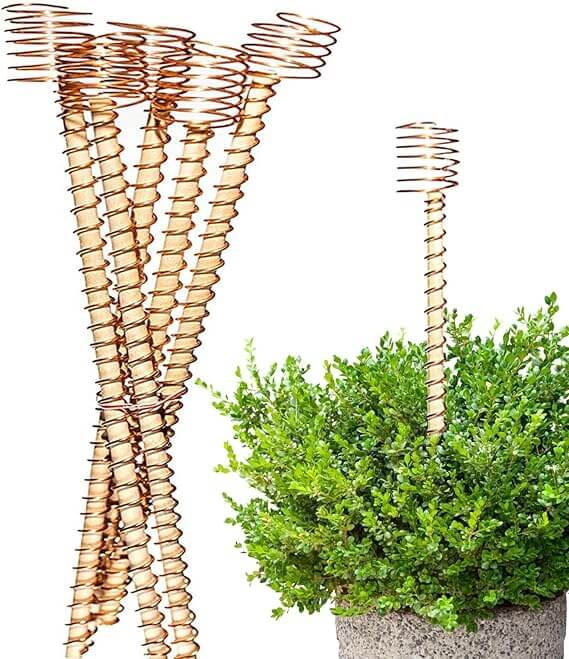  Many people experimenting with electroculture use spiral copper stakes near their plants.