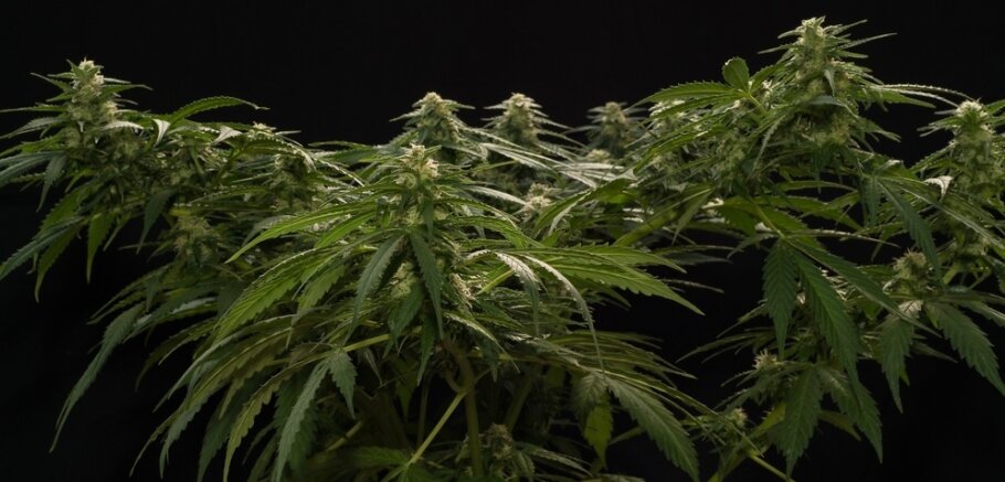 The Main Lining combines techniques such as LST or apical pruning