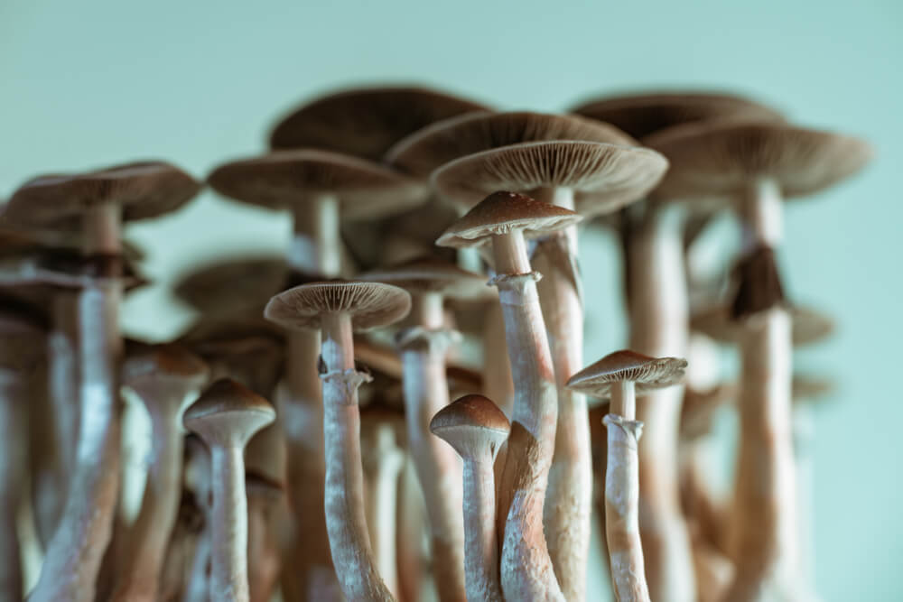 No, you don't need large amounts of light to grow your magic mushrooms