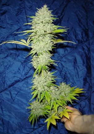 Black Widow by Mr Nice Seeds