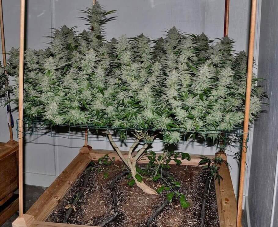 Optimised cultivation methods are also very popular: more buds in less space.