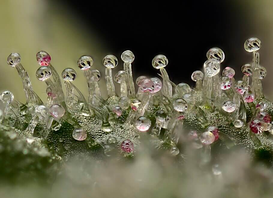 The marvellous miniature world of trichomes and resin glands