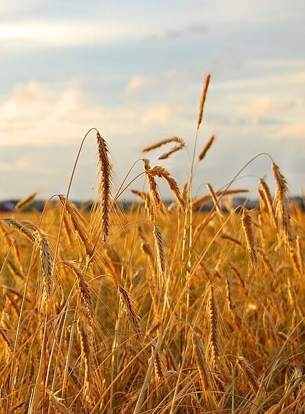Claviceps purpurea can infect large areas of crops such as this rye field