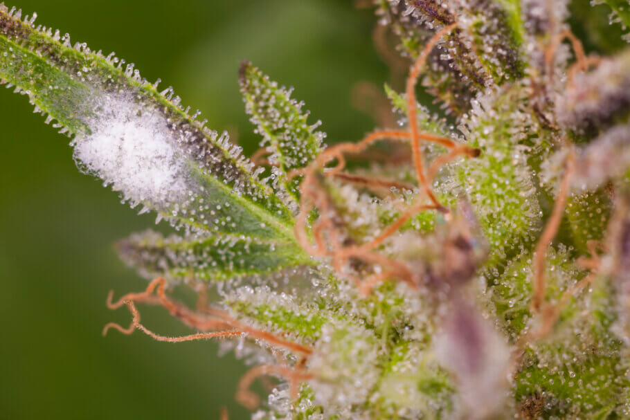 Fungi such as powdery mildew can pose a serious threat to your plants.