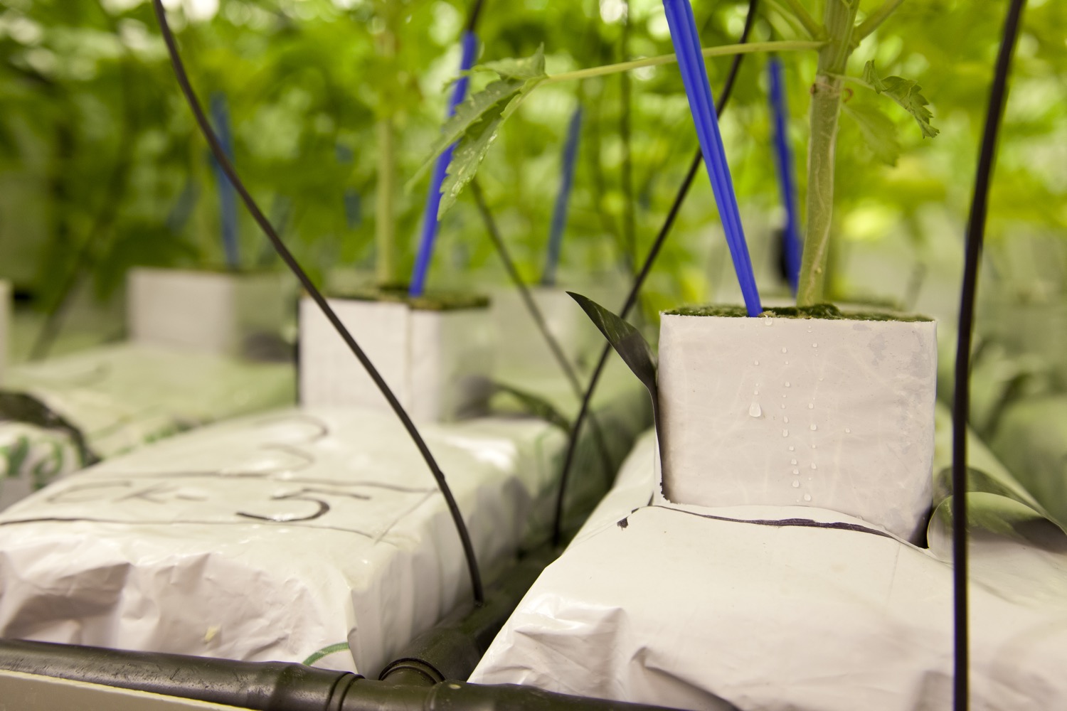 Hydroponic systems require regular cleaning