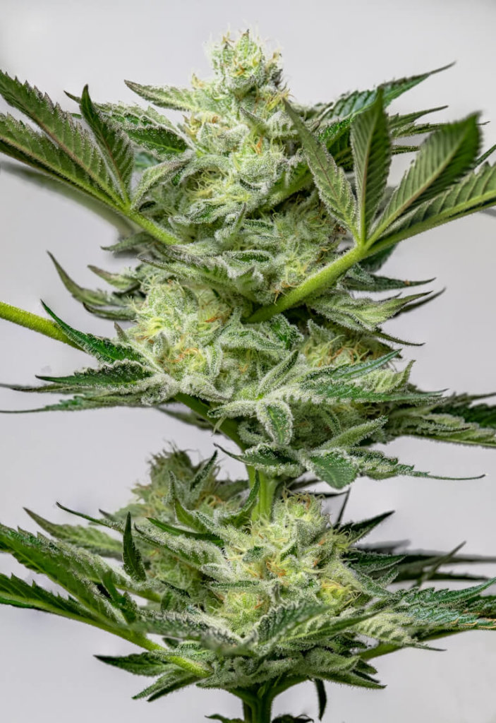 Banana Cake from Paisa Grow Seeds