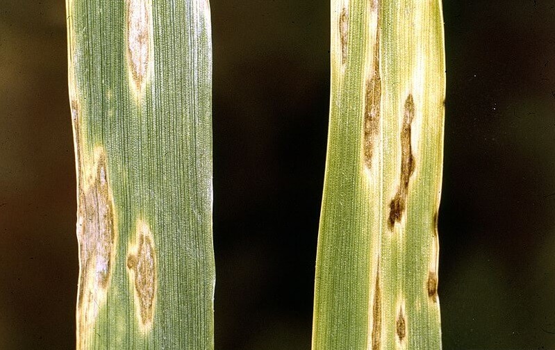 Typical spots caused by Septoria tritici on wheat leaves