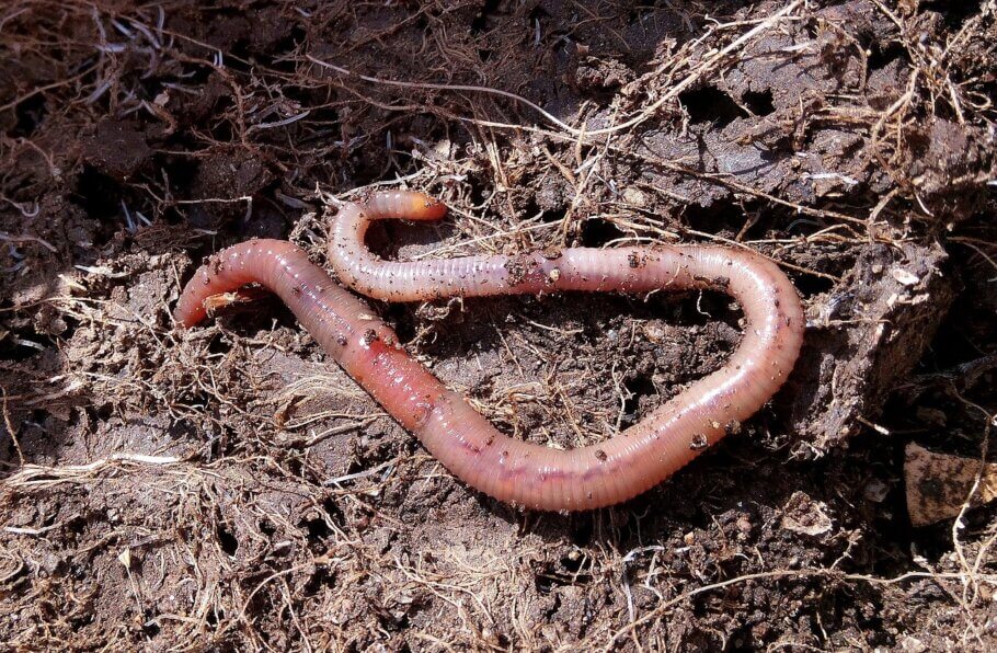  Earthworms are great allies of the grower, and cannot be missing in a living soil (Image: Patricia Maine Degrave)