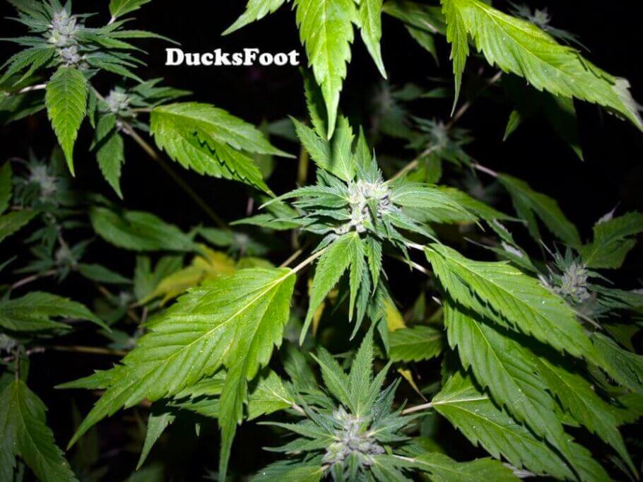 DucksFoot, an Australian cannabis variety famed for its surprising foliage
