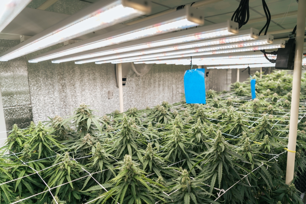The use of LED lamps in cannabis cultivation has skyrocketed in recent years