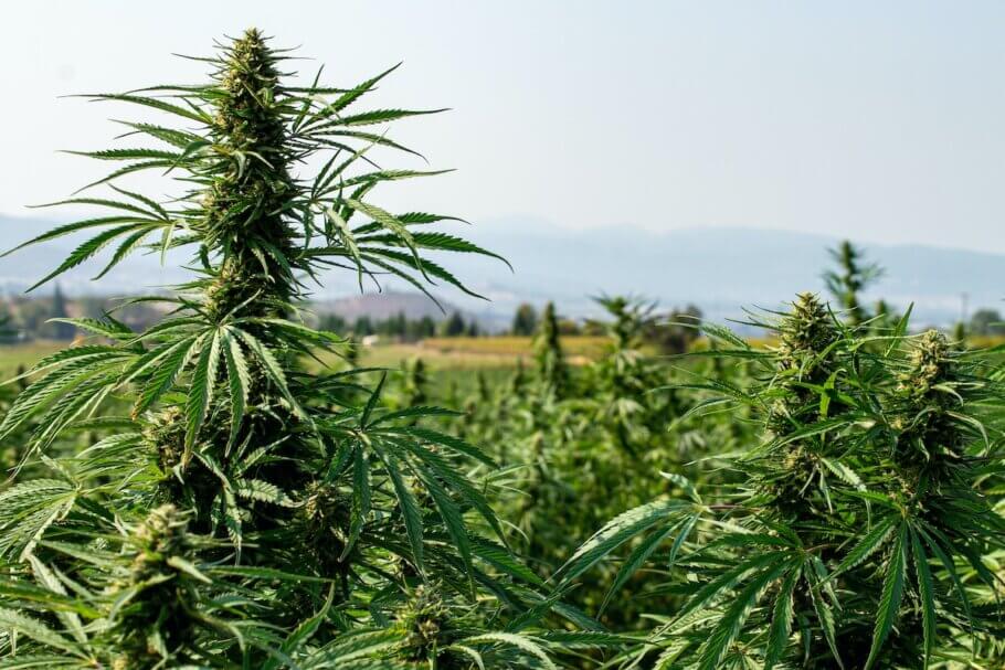 Early uses of cannabis have pointed to Siberia in the past. However, the latest global genetic research shows that actual cannabis domestication started in the northwest of China around 12,000 years ago.