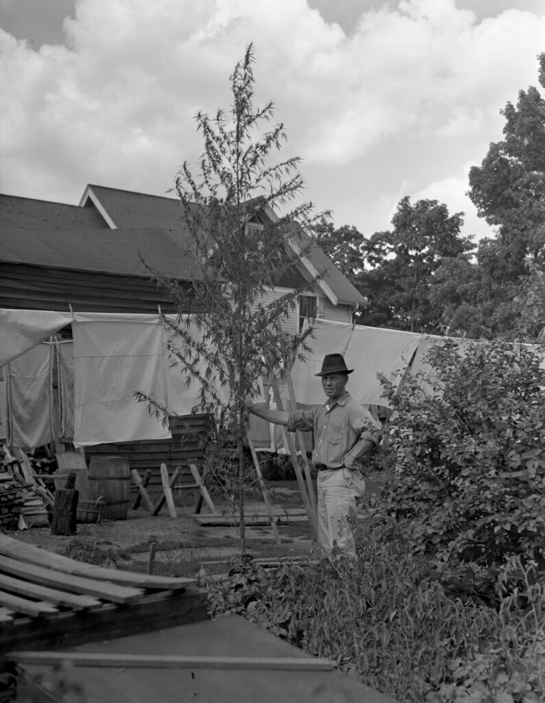 Man proud of his marijuana plant at 140 Hill St, Ann Arbor, Michigan 1918
