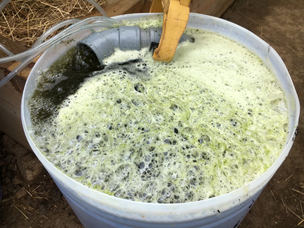 It's quite normal for the tea to produce some foam on the surface while brewing