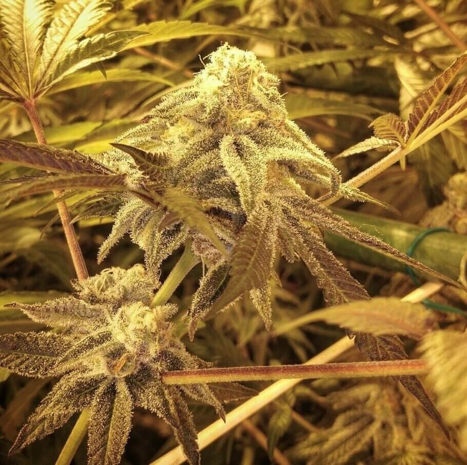 Purple Punch “Alpha cut” in the last weeks of flowering indoors in summer