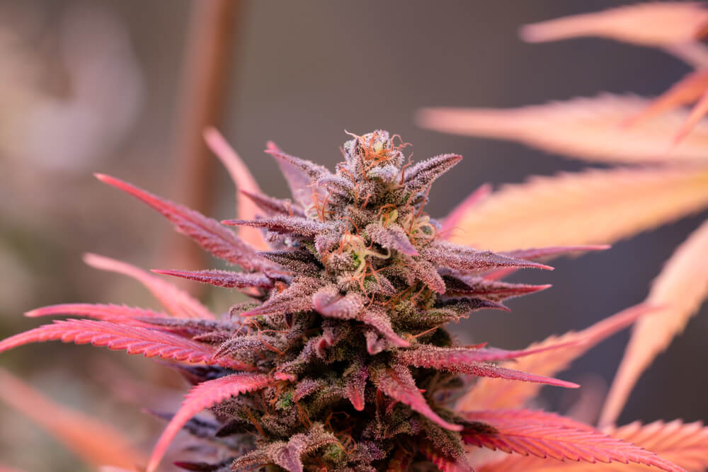 Anthocyanins and carotenoids give cannabis leaves their striking reddish tones