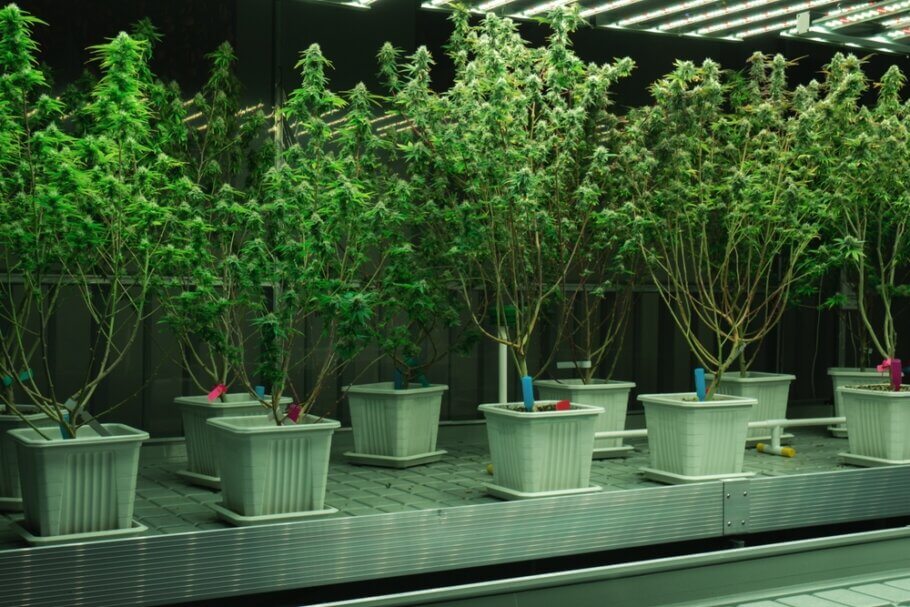 Lollipop pruning helps to obtain more and better quality flowers, also saving work during harvest!