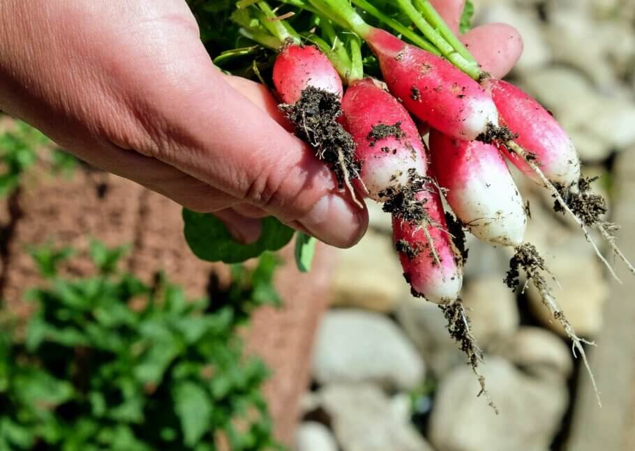 Some vegetables like radishes, for example, shouldn't be sown in seed trays.