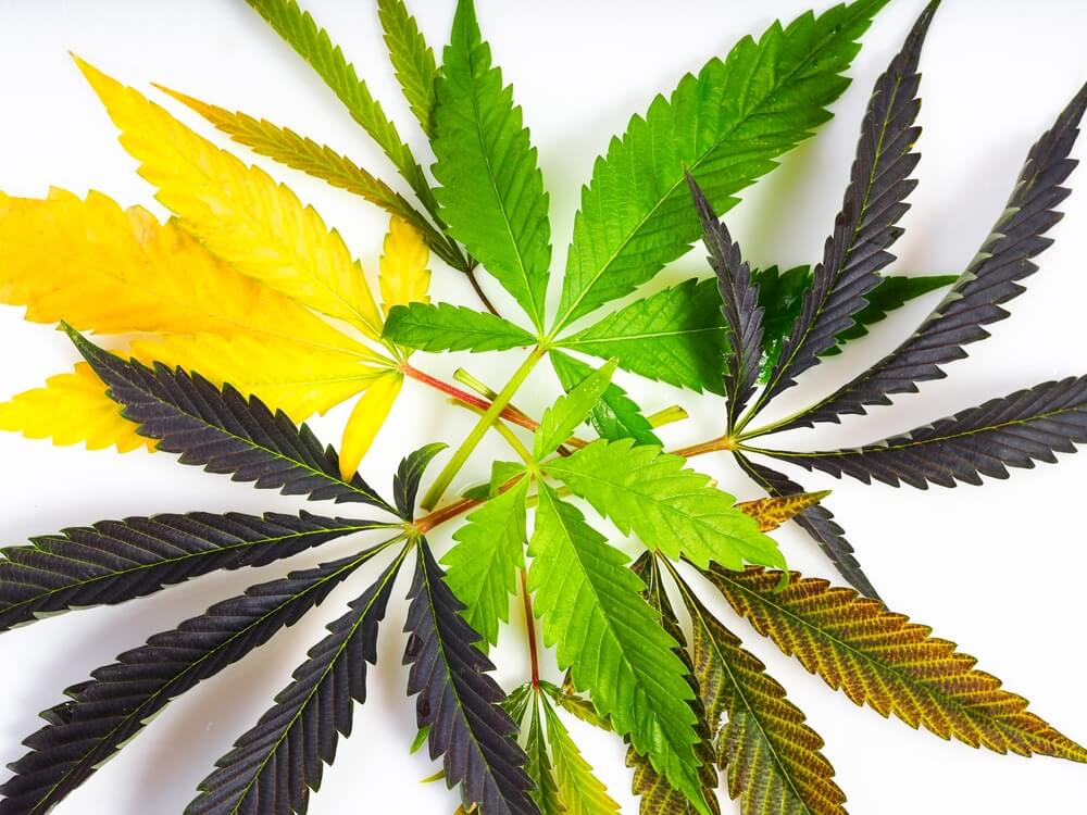 Depending on various parameters such as genetics, nutrition, or environmental conditions, cannabis leaves acquire one colour or another
