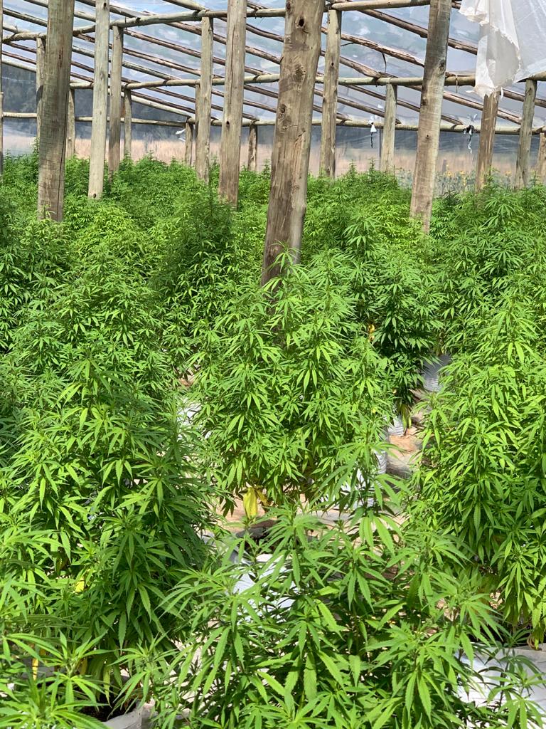 Pure CBD Punch in Uruguay