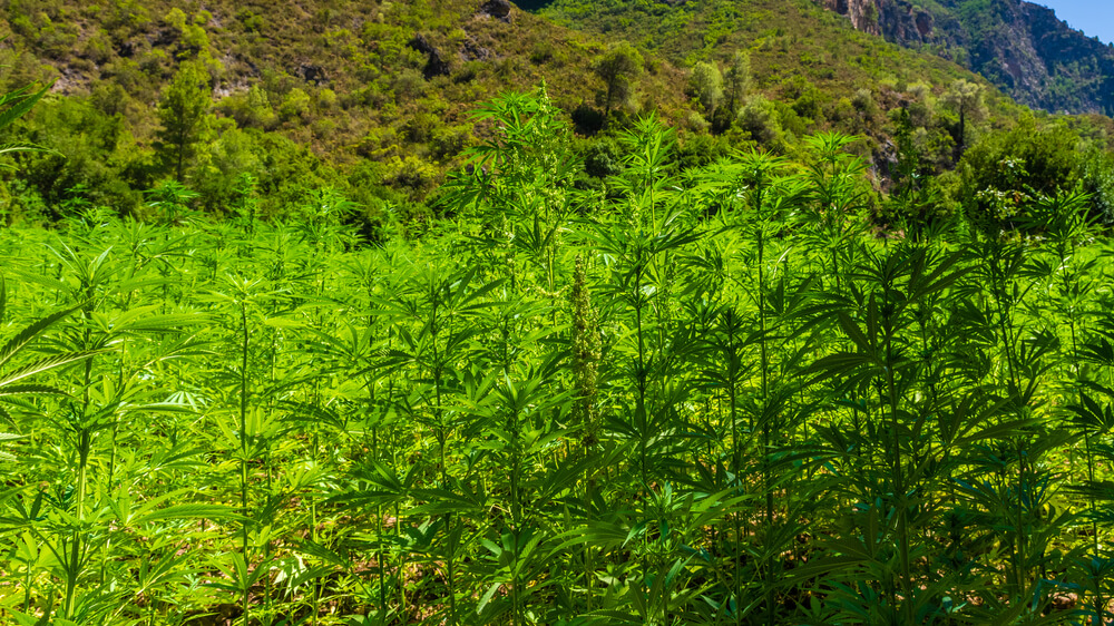 A cannabis plantation in the Rif Mountains in northern Morocco