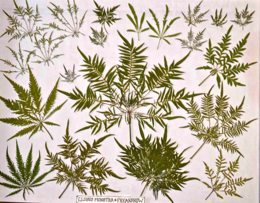 The leaf morphology of the Humboldt Seed Co. strain (aptly named Freakshow) is like a funky fern.