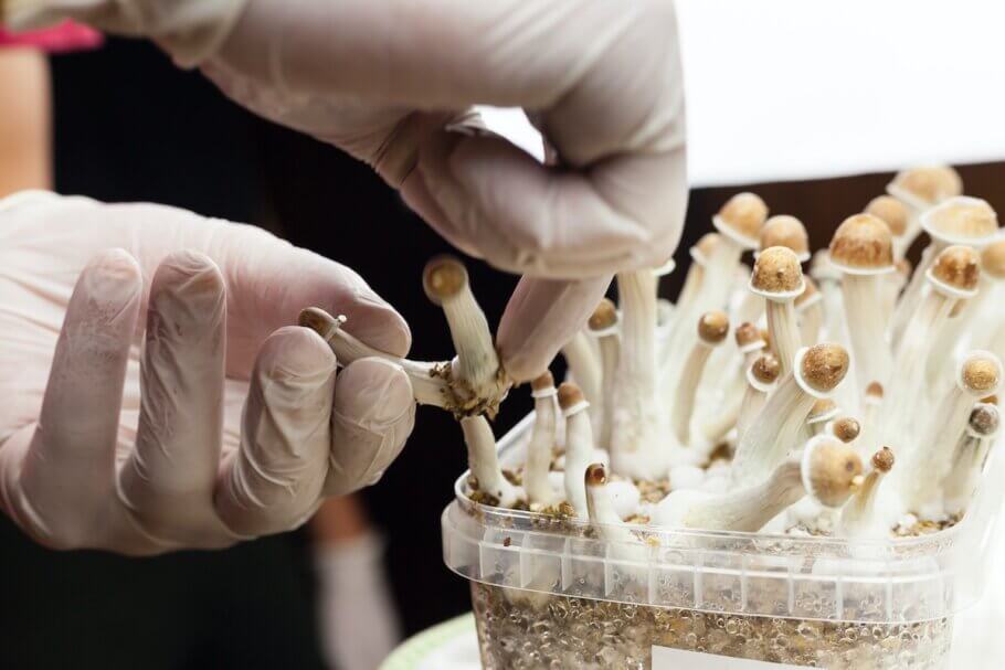 Magic mushrooms can be grown at home with mushroom loaves and starter grow kits, complete with spores and all the necessary items to experience the growing process