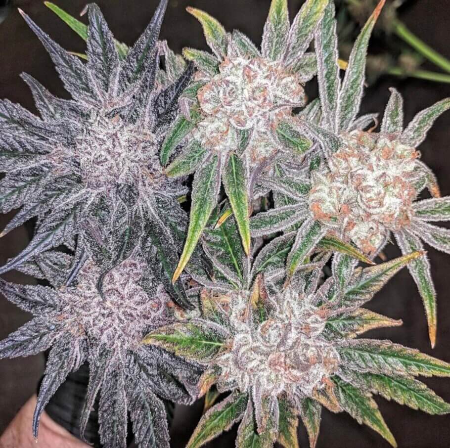 Buds and more buds, of all shapes and colours