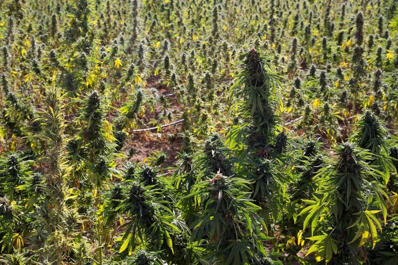 Afghan cannabis plants